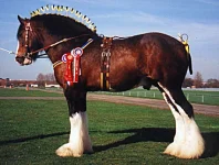 shire-horse.webp