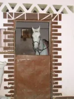 белый араб.webp