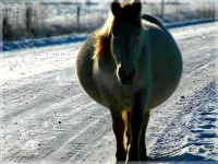 a_fb77c2.webp