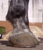 пп сбоку.webp
