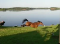 SAM_0876.webp