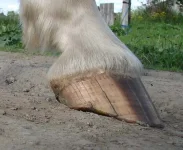 DSC04310.webp