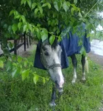 09062010636.webp