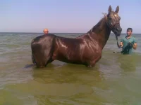 11072010_028_.webp