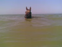 11072010_039_.webp