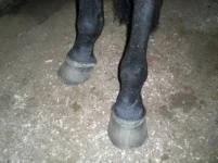 tagajalad 24.06.10 s.webp