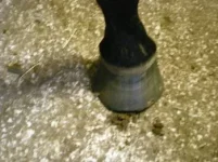vasak esijalg2 24.06.10 s.webp