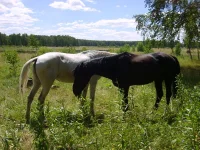S6003575.webp
