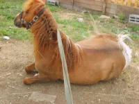 S6003426.webp