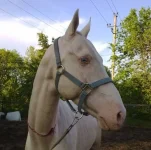 x_552eb7d6.webp