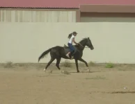 мелесакар галоп.webp