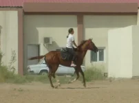 агуша галоп.webp