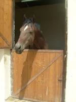 азанчи.webp