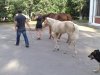 лакост с лаской.jpg