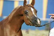 ©Bluegrass Easy Lovin 22.webp