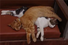 коты.webp