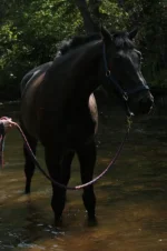 Picture 062.webp