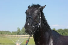 Picture 009.webp