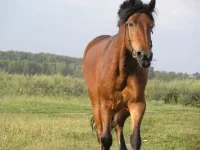 11.webp