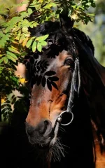 x_410fb46f.webp