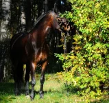 x_0c373b31.webp
