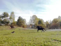 111.webp