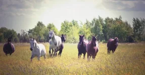 x_82ea3908.webp