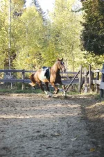 x_a9270052.webp
