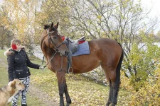 д17.webp