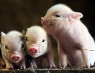 teacup-pig-trio.webp
