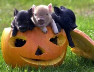 ht_pumpkin_pigs_071015_ssh.webp