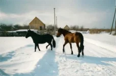32 с другом васей.webp