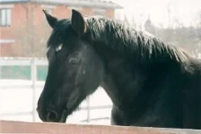 37 Луна.webp