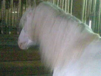CC000004-001.webp