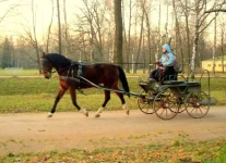 2008_1.webp