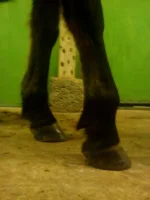 x_223559c3.webp