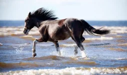 ж.webp