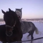 040120112824.webp