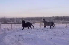 040120112838.webp