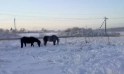 040120112871.webp