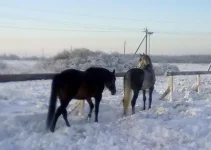 040120112879.webp