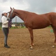 Элизобарра Торр