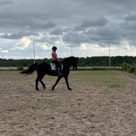 серый мышь
