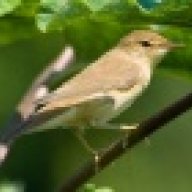 millerbird