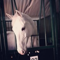 Лошадкаlowadi