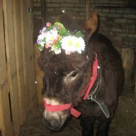 серая шейка