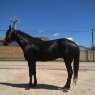 PonyKony