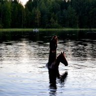 HorseParadise