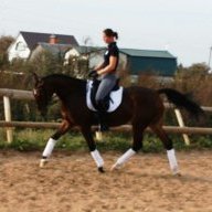 Tat-Horses