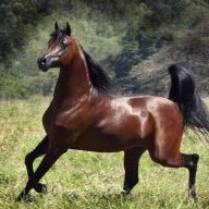 red horse